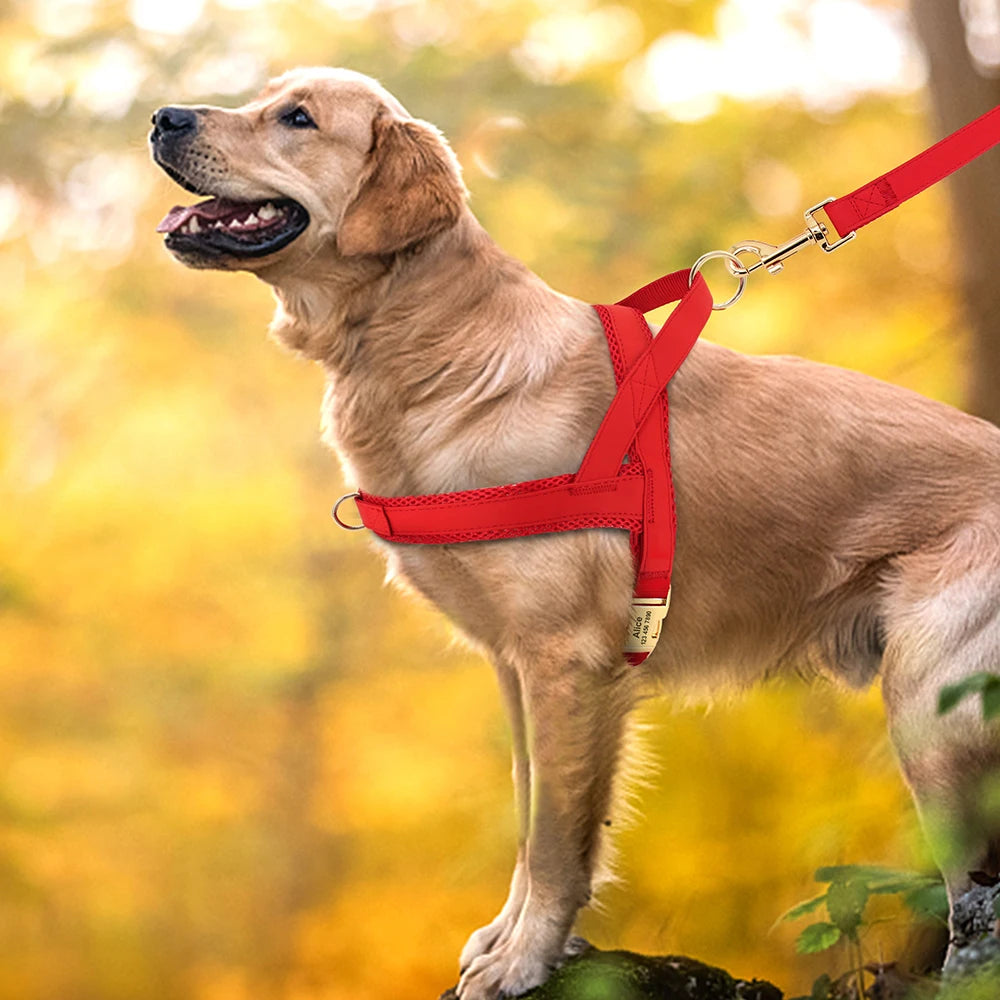 Flausi edles personalisierbares Geschirr – No-Pull für mittlere & große Hunde