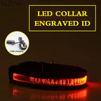 Flausi LeuchtName™ personalisierbares LED-Halsband für Hunde