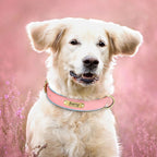 Flausi Edles personalisiertes Leder Halsband- & Leinen-Set für Hunde