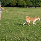 1.8M Large Dog Leash Waist Chain Traction For Running Walking Adjustment Simplicity Hands Free Dog Leash Leashes