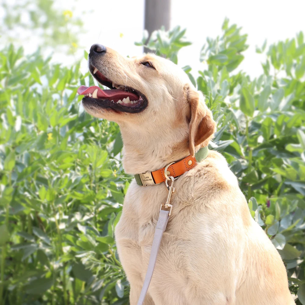 Flausi personalisiertes Nylon Halsband- & Leinen-Set für Hunde