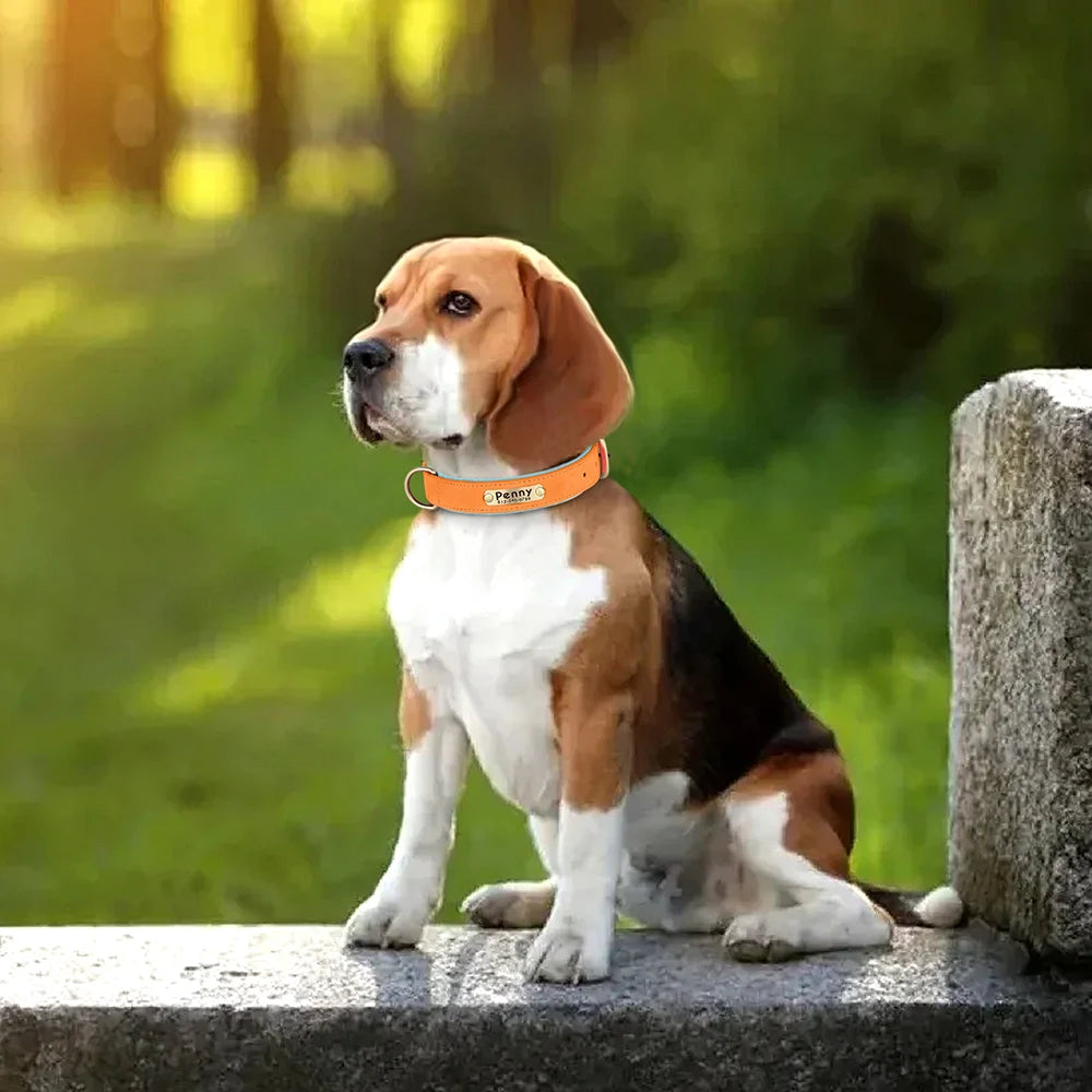 Flausi Edles personalisiertes Leder Halsband für Hunde