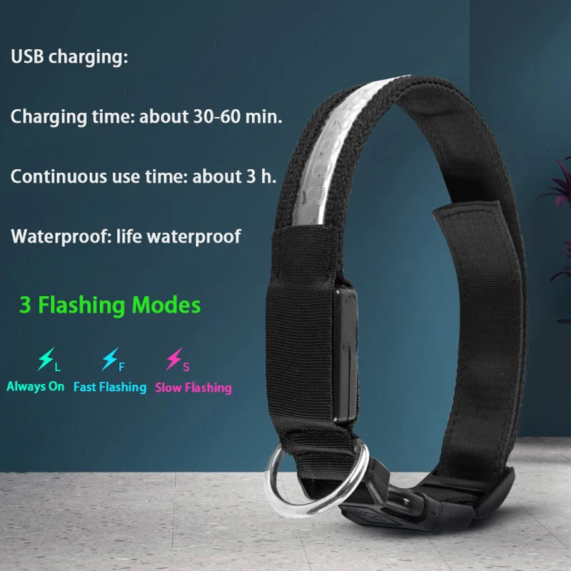 Flausi LeuchtName™ personalisierbares LED-Halsband für Hunde