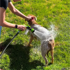 Flausi DuschWuff™ 3-in-1 Hunde-Dusche mit Schaumsprüher