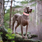 Flausi personalisiertes Leder Halsband für Hunde zweifarbig