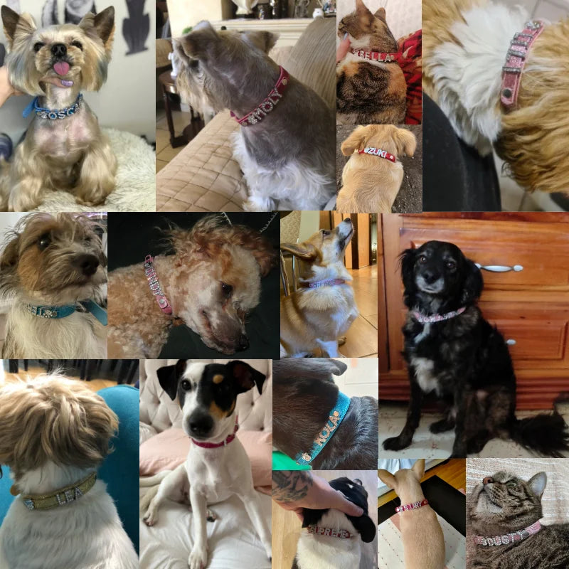 Flausi personalisiertes Halsband  3D-Optik Glitzernd für Hunde und Katzen