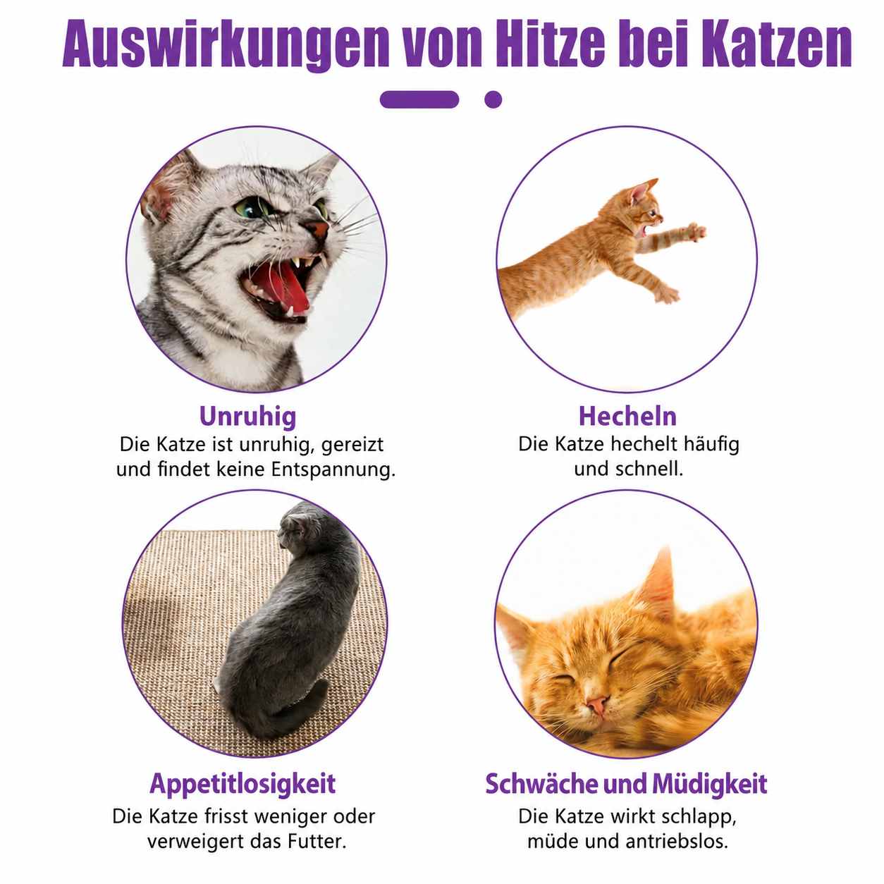 Flausi RuheSpray Anti-Stress natürliches Beruhigungsspray für Hunde und Katzen 50 Ml.